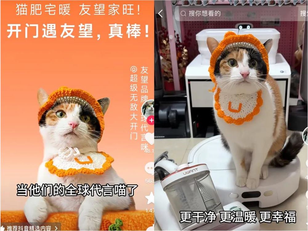 涨粉230万后，“真棒”小猫成广告界顶流
