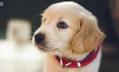 2025顺势而为：聚焦宠物消费赛道，打造自身强势品牌