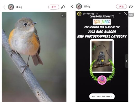 播放量超10亿，年轻人纷纷掉入“鸟门”